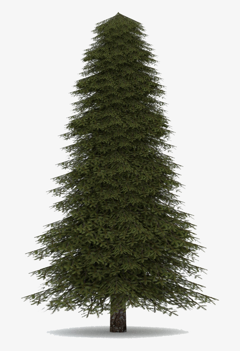 Detail Realistic Tree Png Nomer 12