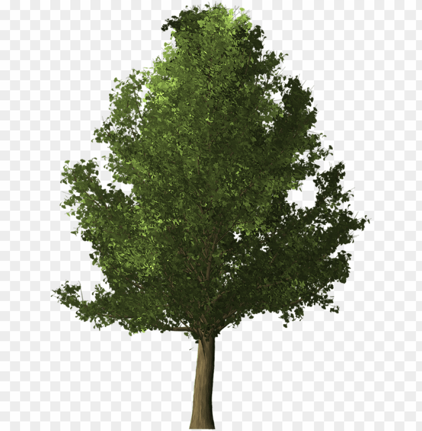 Detail Realistic Tree Png Nomer 2