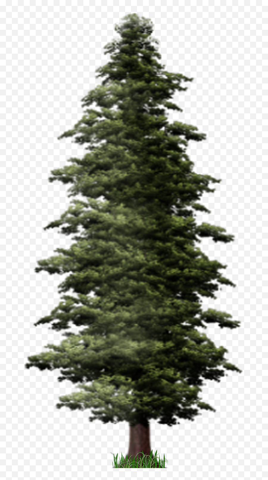 Detail Realistic Tree Png Nomer 37