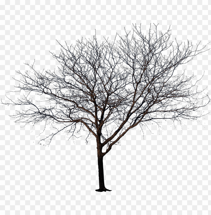 Detail Realistic Tree Png Nomer 45