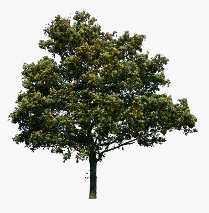 Detail Realistic Tree Png Nomer 6