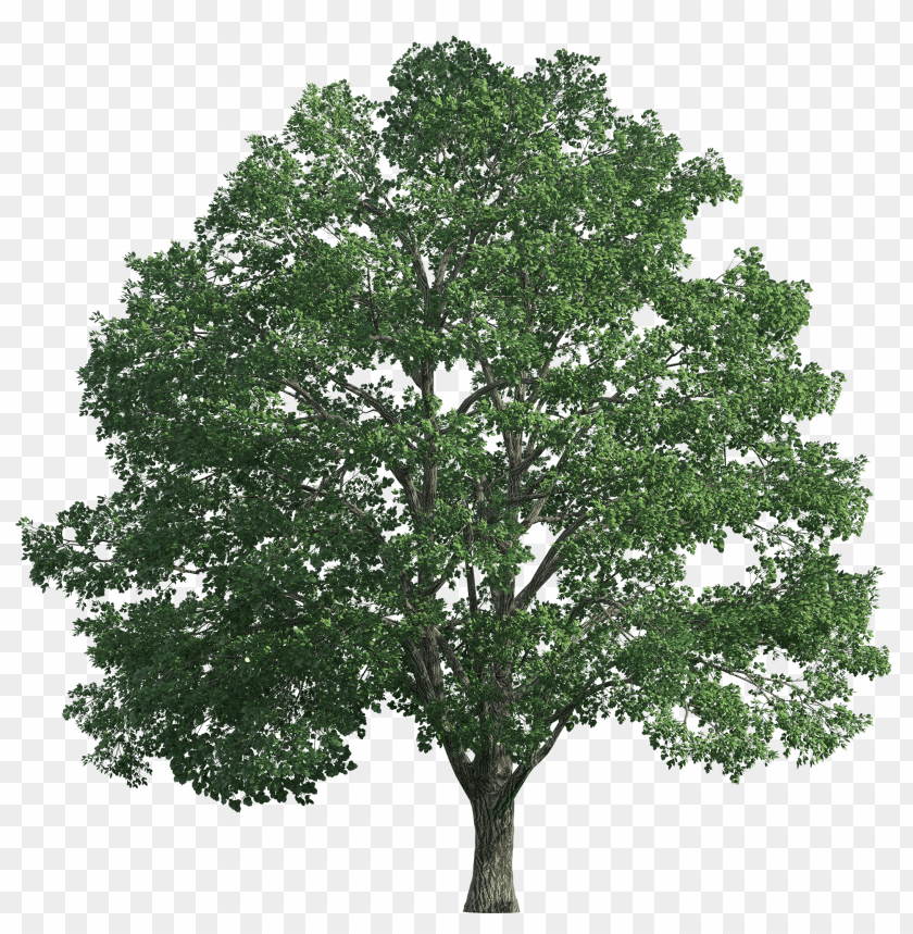 Detail Realistic Tree Png Nomer 7