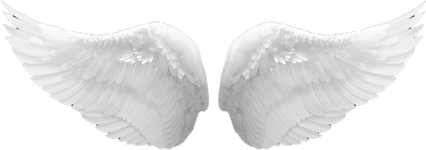 Detail Realistic Wings Png Nomer 41