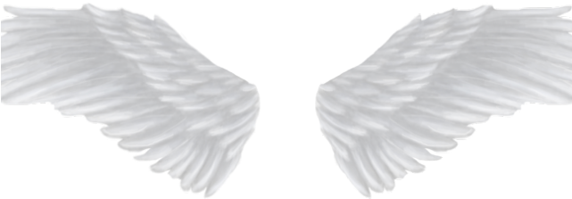 Detail Realistic Wings Png Nomer 45