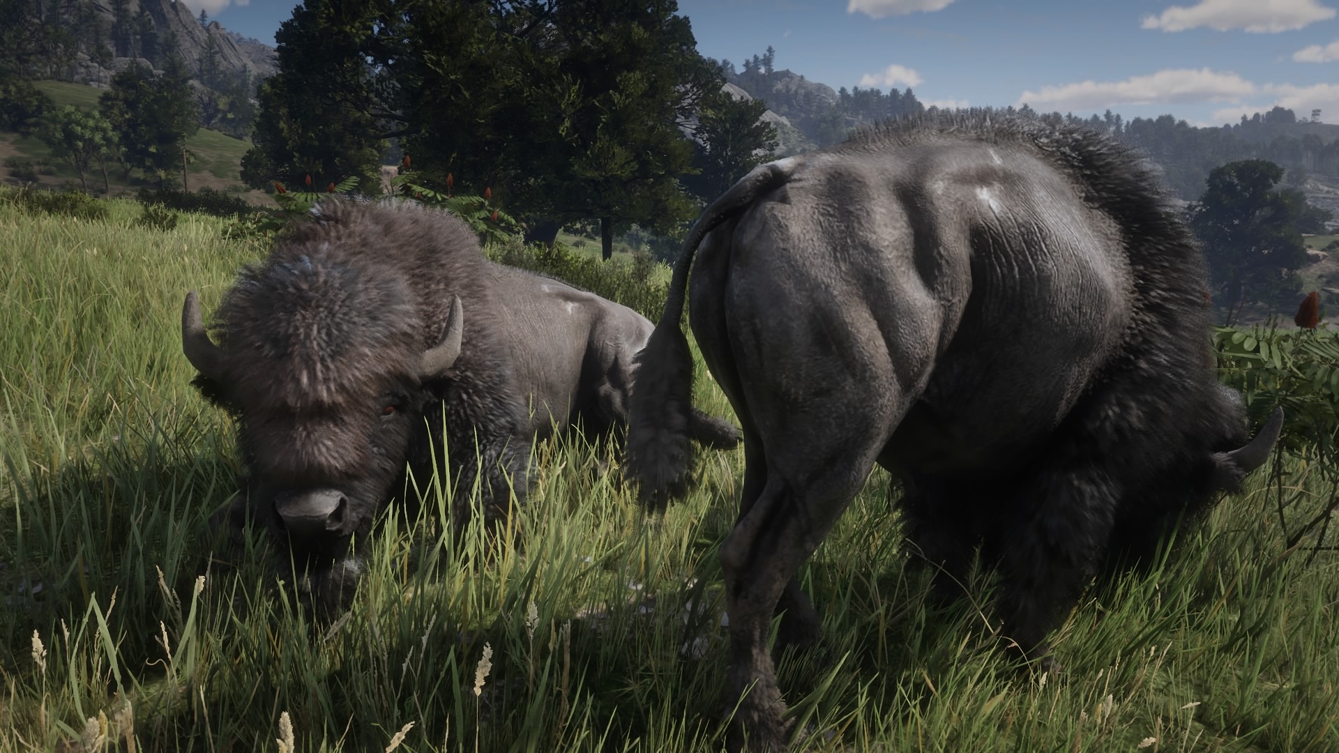 Detail Red Dead Redemption 2 Online Bison Location Nomer 17