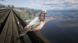 Detail Red Dead Redemption 2 Pigeon Nomer 2