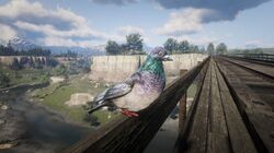 Detail Red Dead Redemption 2 Pigeon Nomer 4