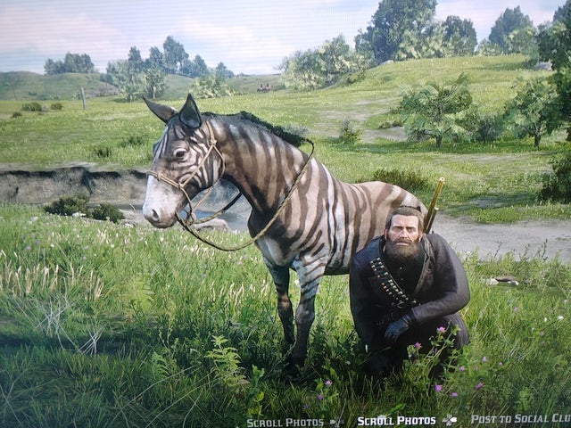 Detail Red Dead Redemption 2 Zebra Nomer 4