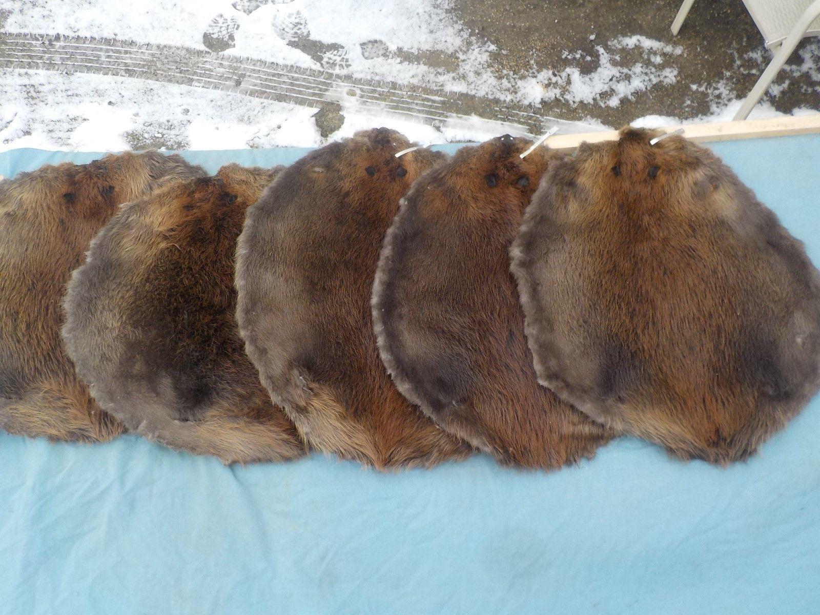 Detail Red Dead Redemption Beaver Furs Nomer 28