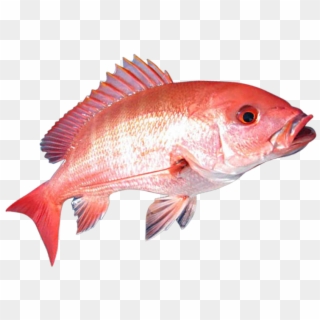 Detail Red Fish Png Nomer 9