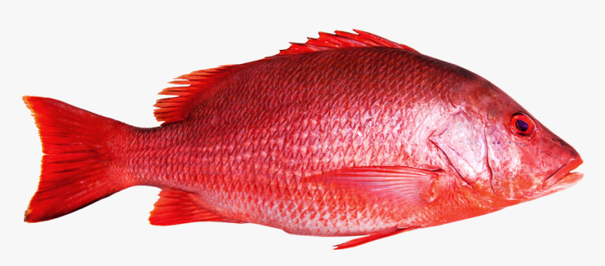 Detail Red Fish Png Nomer 5