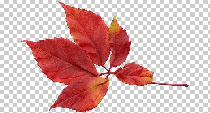 Detail Red Leaves Png Nomer 11