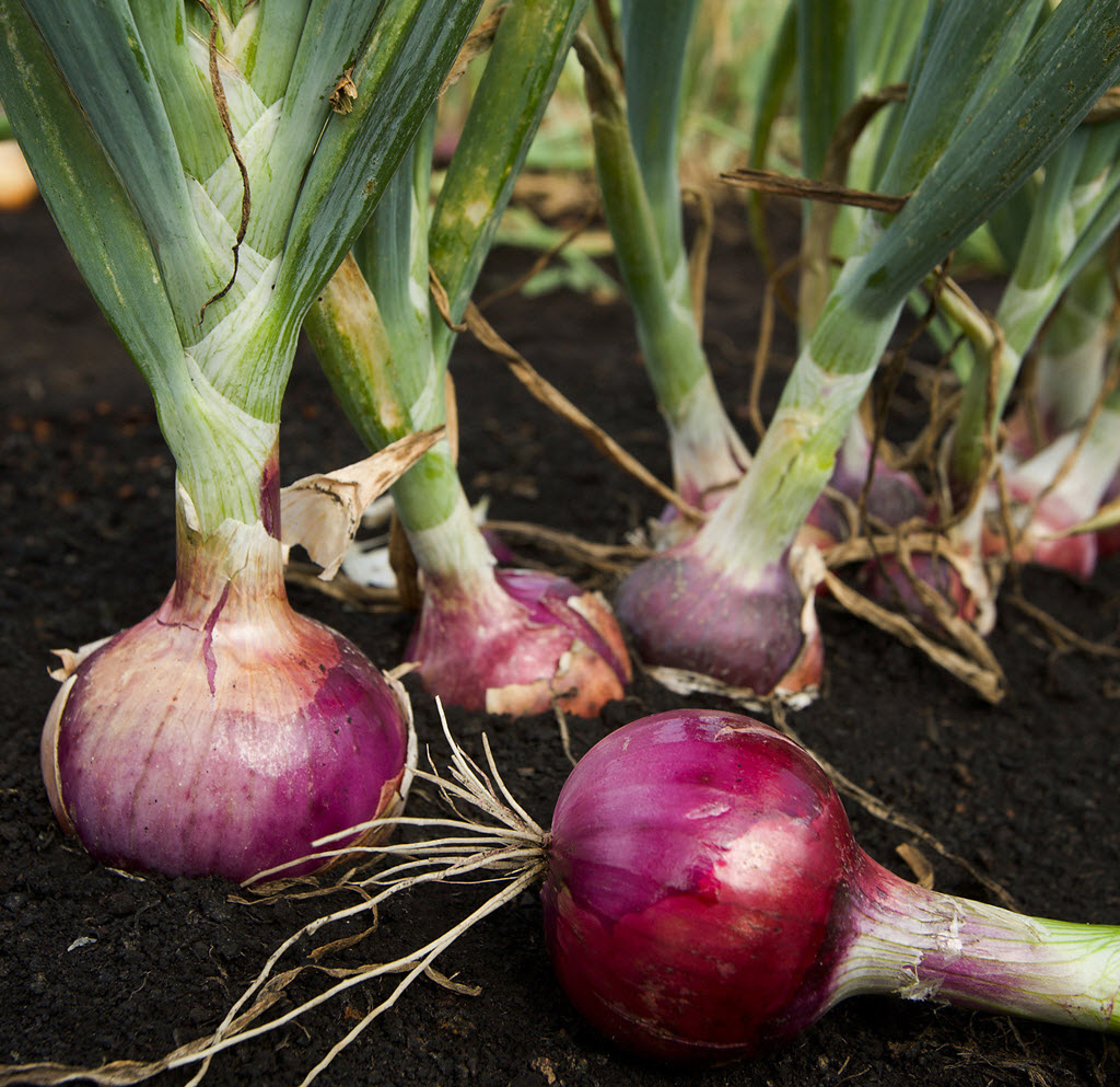 Detail Red Onion Image Nomer 35