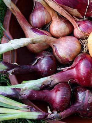 Detail Red Onion Image Nomer 42