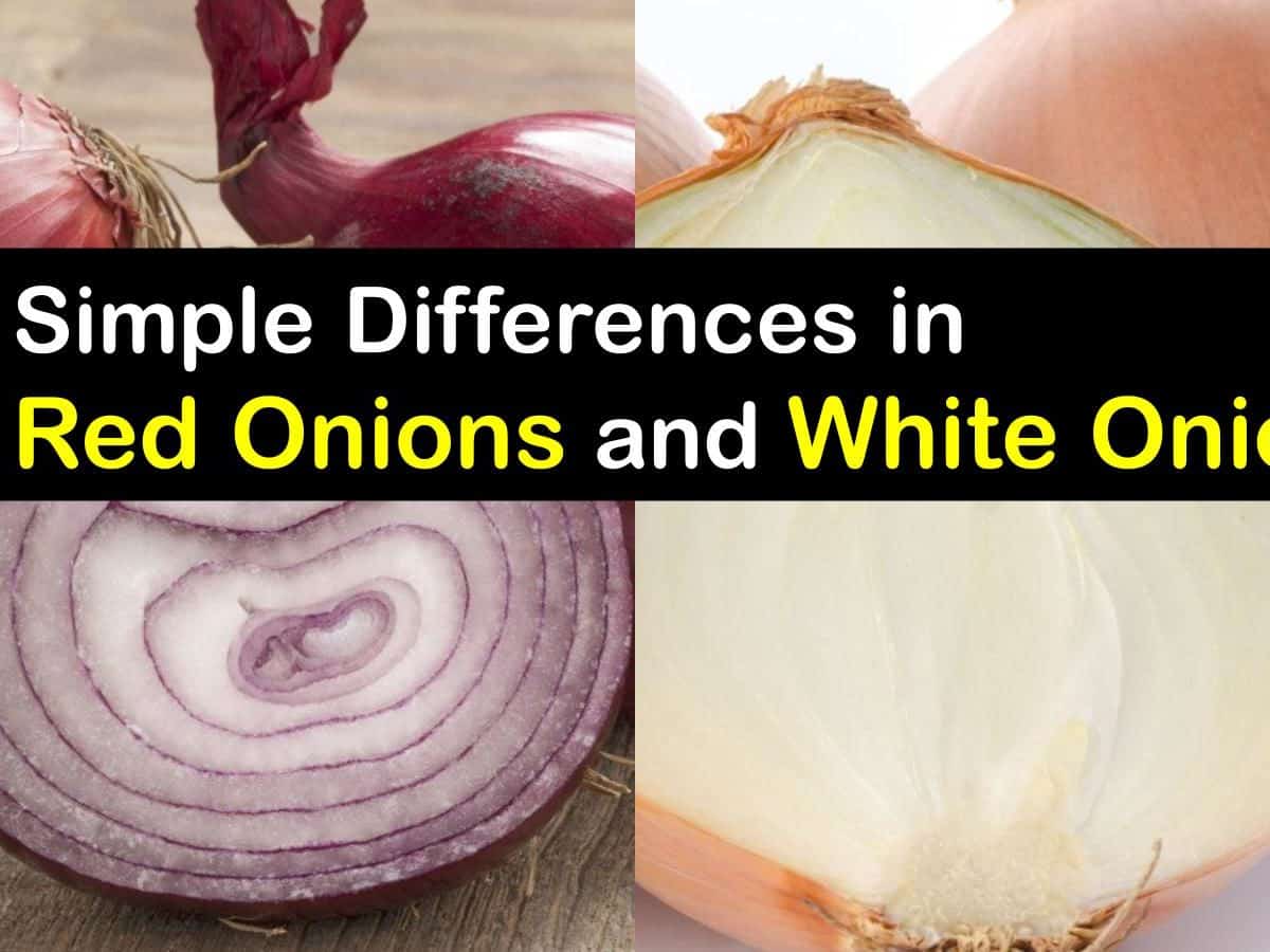 Detail Red Onion Image Nomer 46