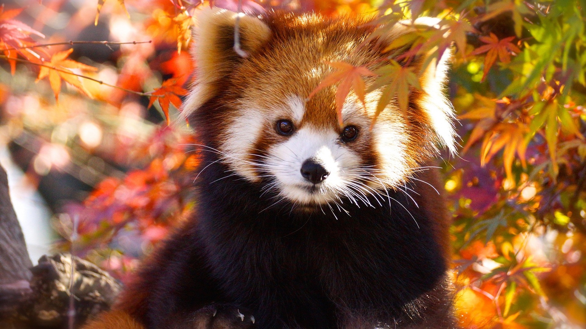 Detail Red Panda Wallpaper Nomer 2