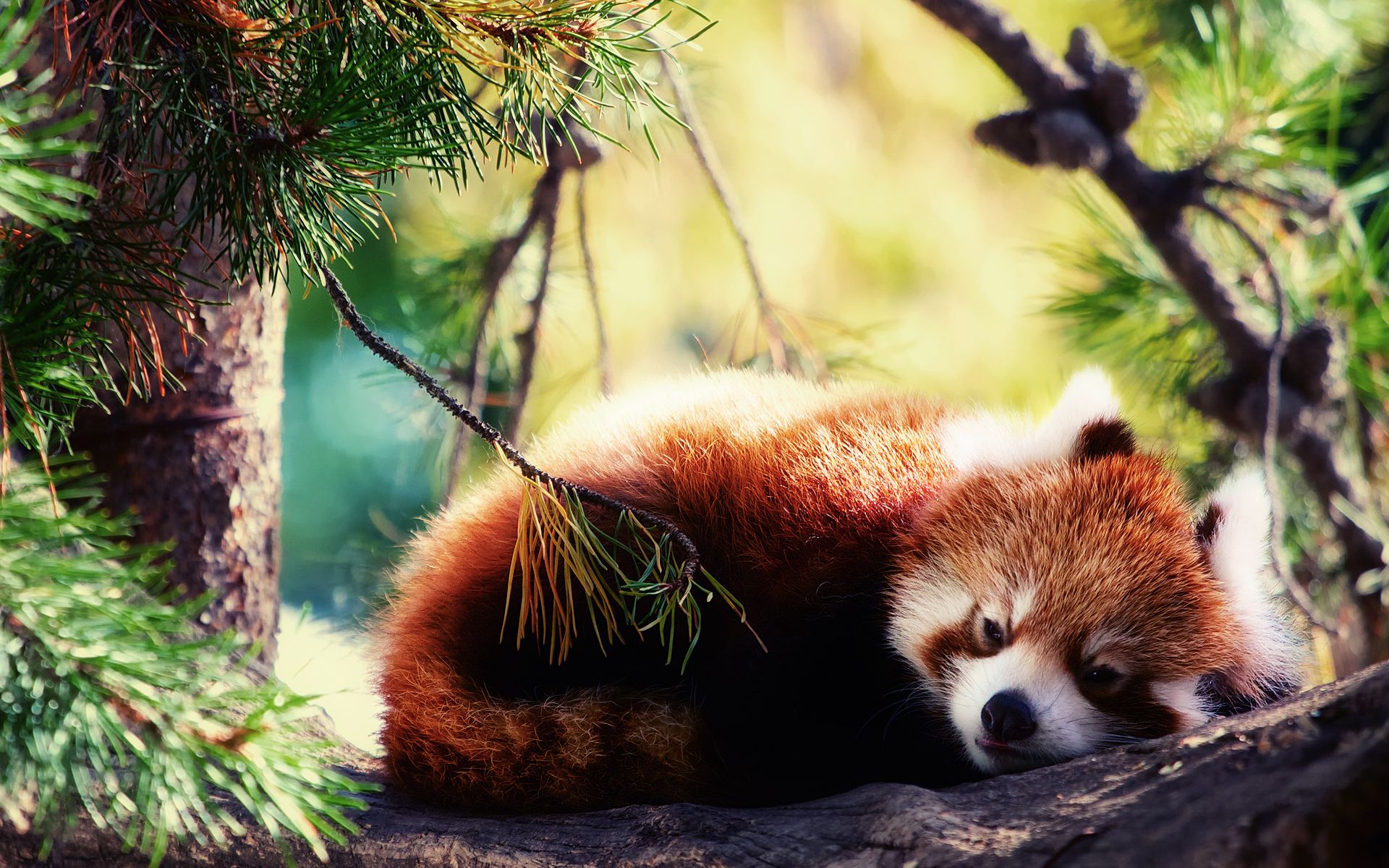 Detail Red Panda Wallpaper Nomer 14