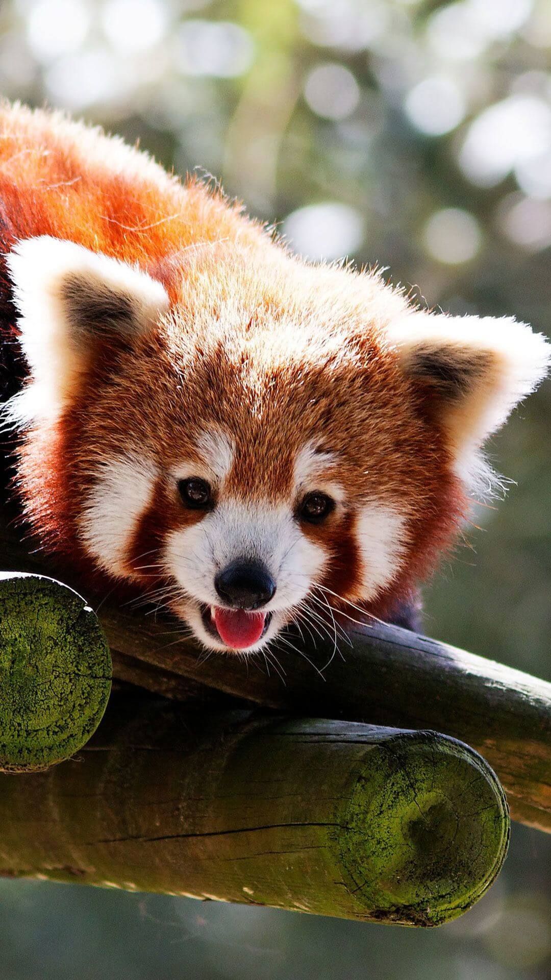 Detail Red Panda Wallpaper Nomer 5