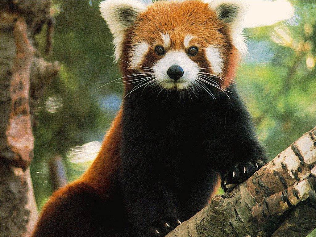 Detail Red Panda Wallpaper Nomer 33