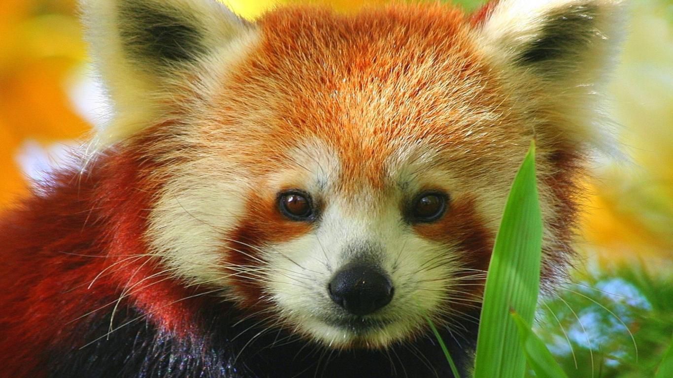 Detail Red Panda Wallpaper Nomer 6