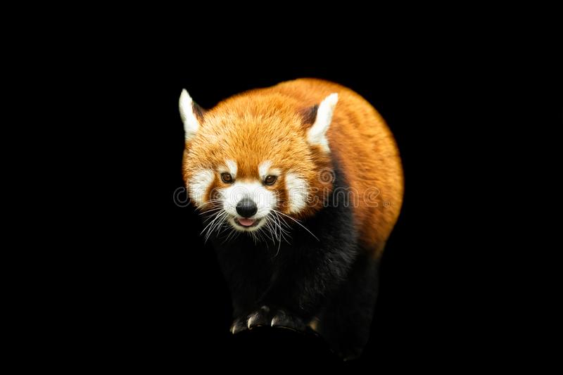 Detail Red Panda Wallpaper Nomer 45