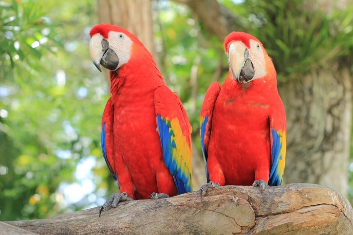 Detail Red Parrots Images Nomer 12