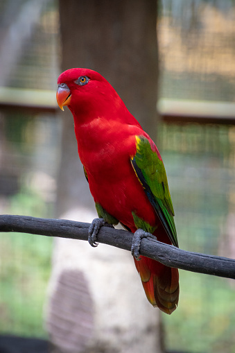 Detail Red Parrots Images Nomer 21