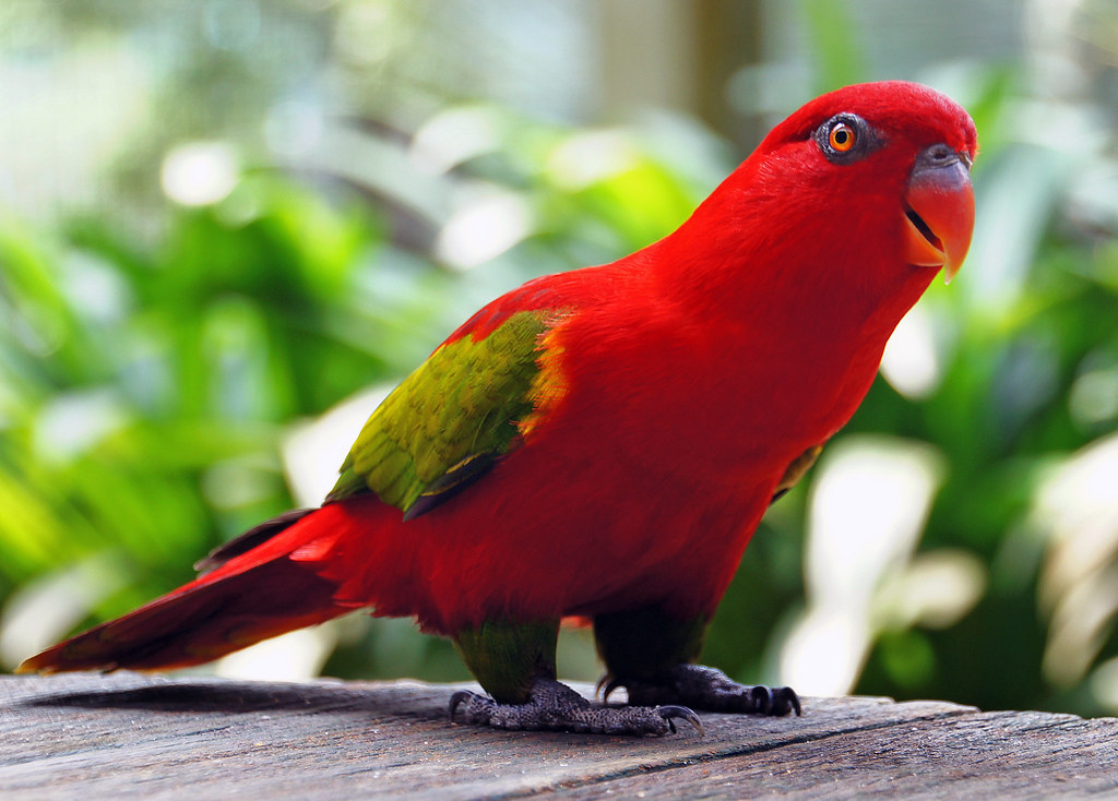 Detail Red Parrots Images Nomer 4