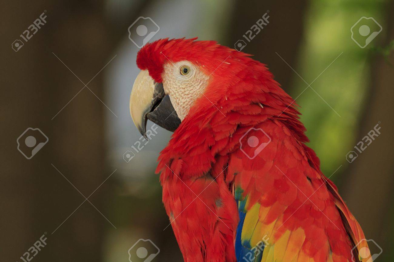 Detail Red Parrots Images Nomer 37