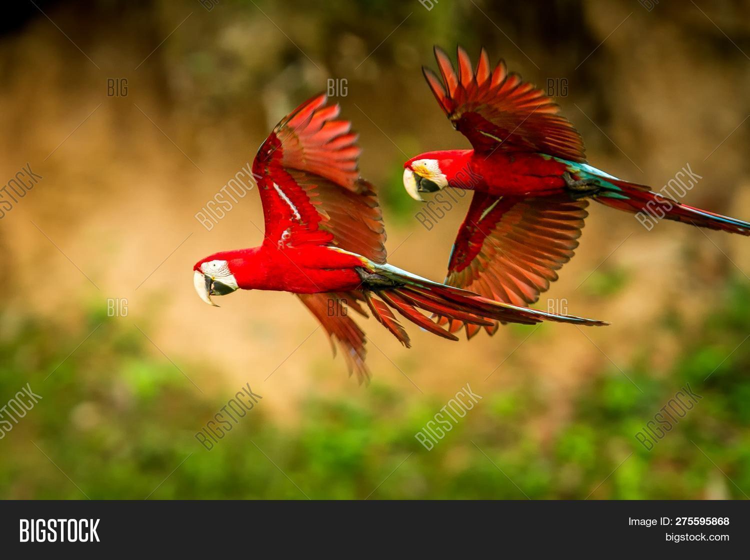 Detail Red Parrots Images Nomer 39
