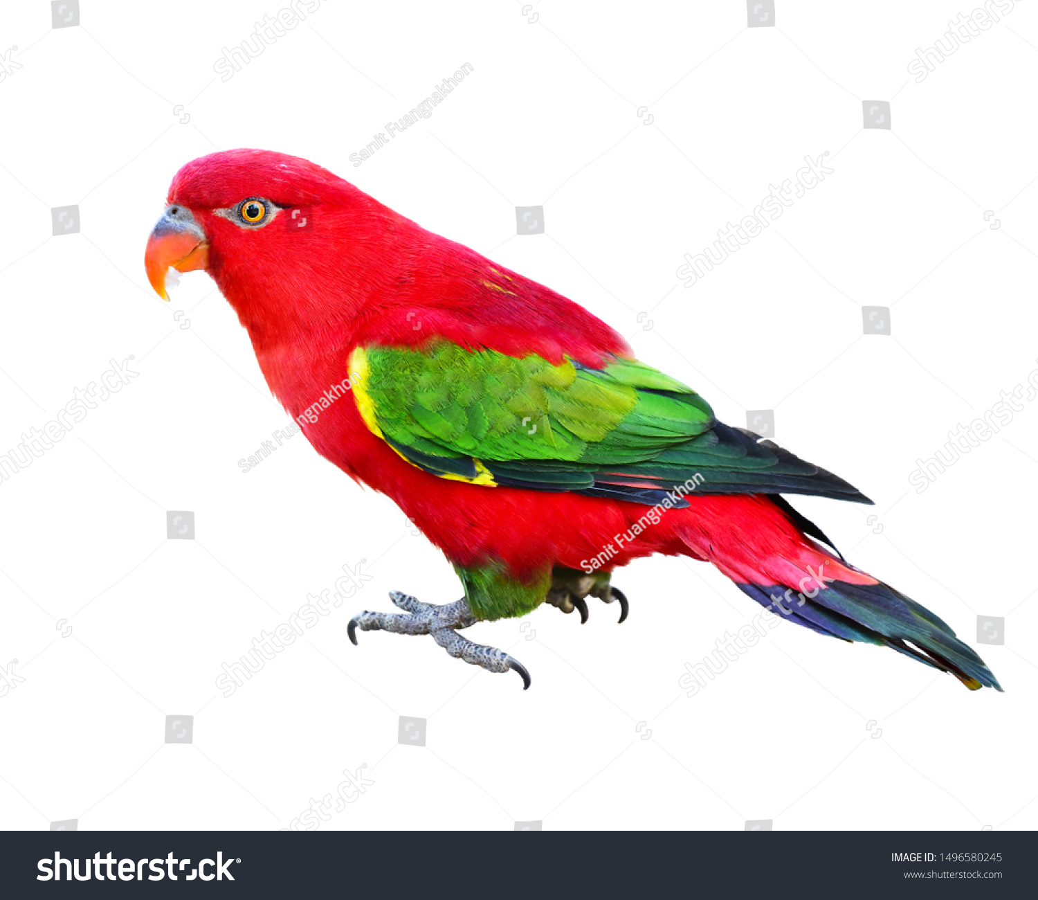 Detail Red Parrots Images Nomer 42