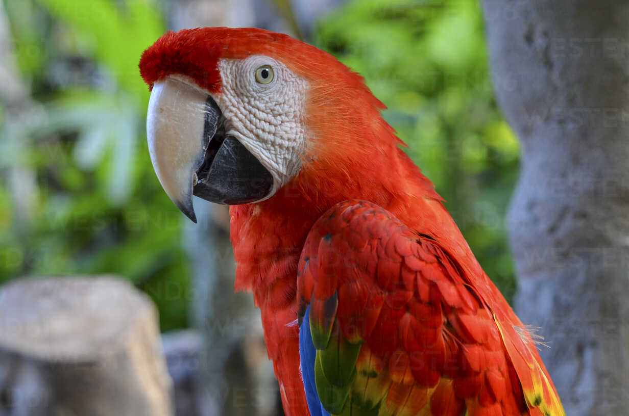 Detail Red Parrots Images Nomer 43