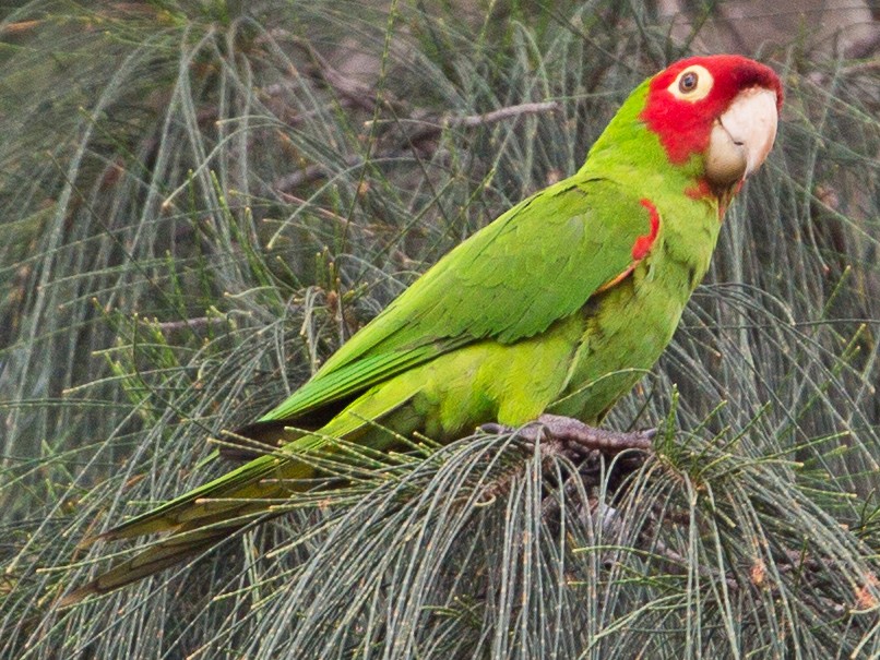 Detail Red Parrots Images Nomer 48