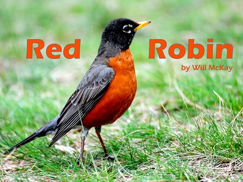 Detail Red Robin Bird Nomer 31