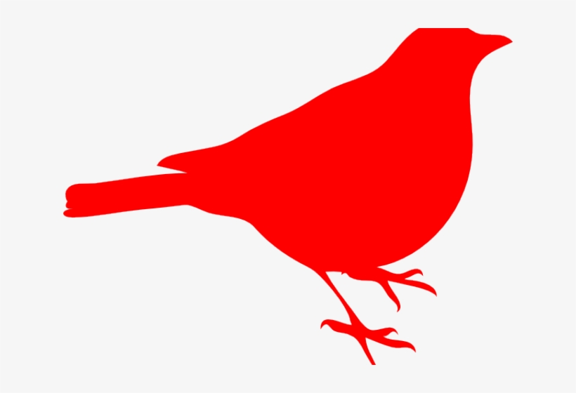Detail Red Robin Bird Nomer 42