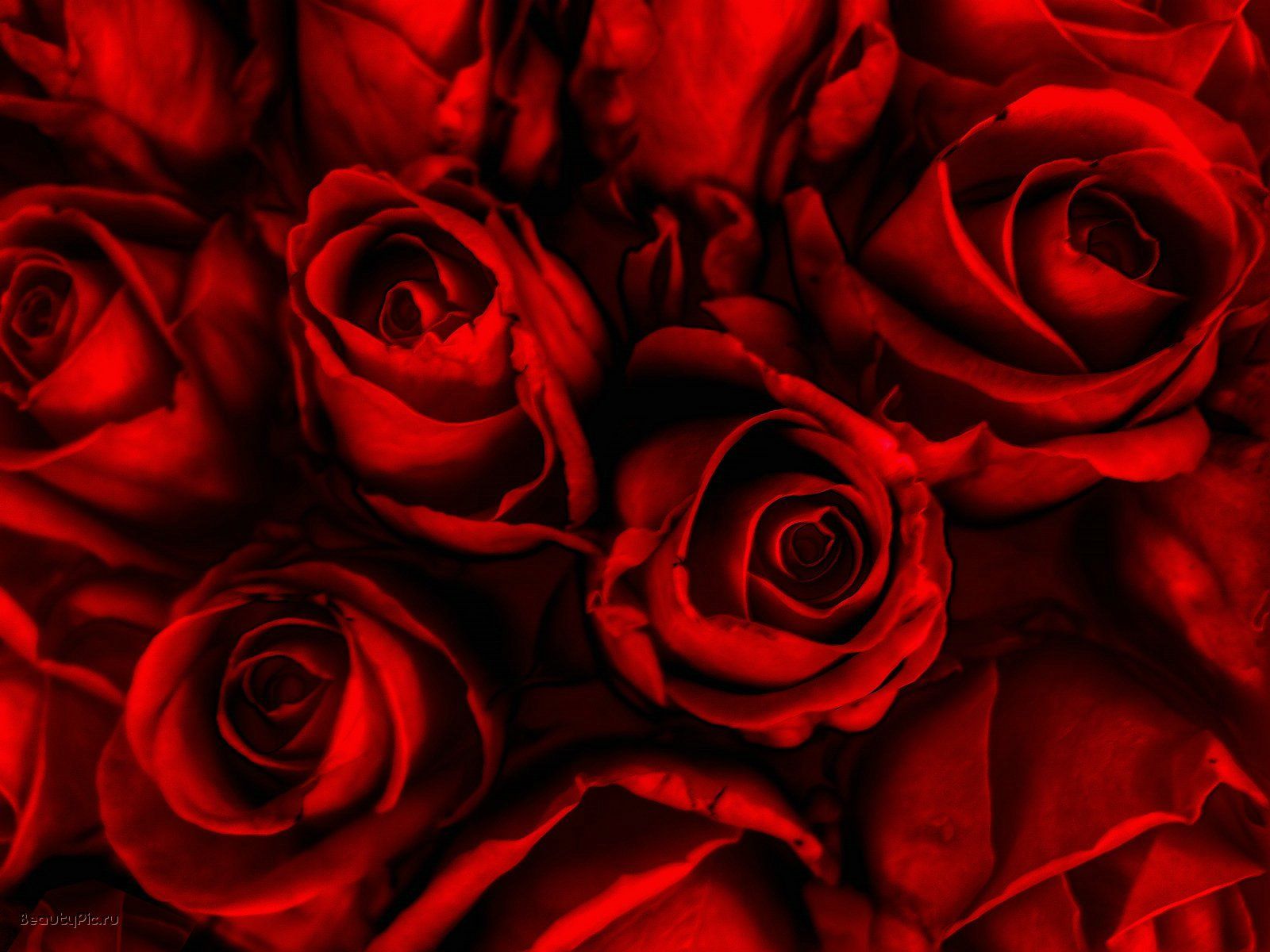 Detail Red Rose Background Nomer 14