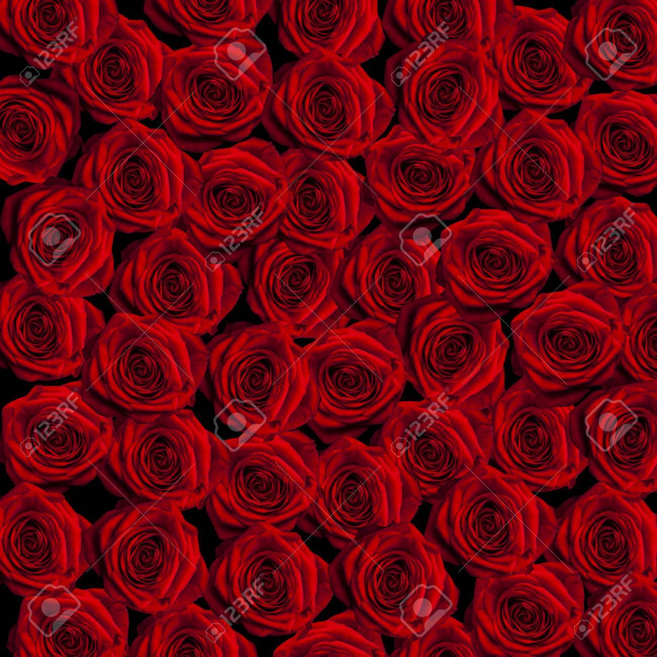 Detail Red Rose Background Nomer 18