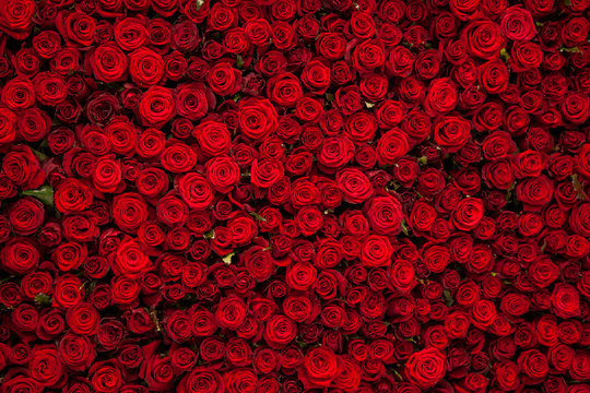 Detail Red Rose Background Nomer 38