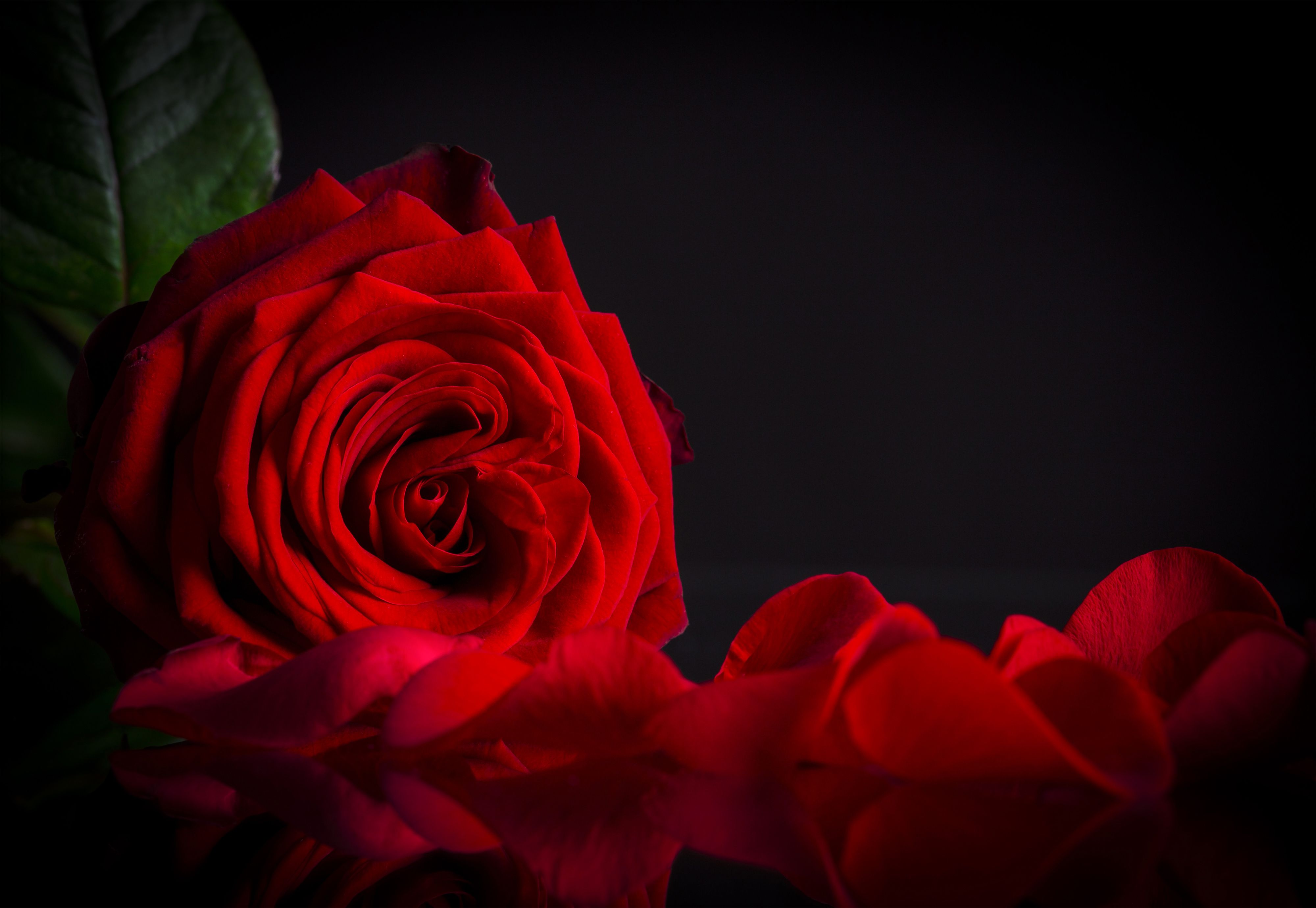 Detail Red Rose Background Nomer 8