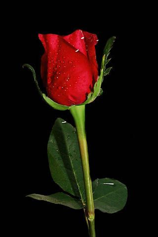Detail Red Rose Download Nomer 11