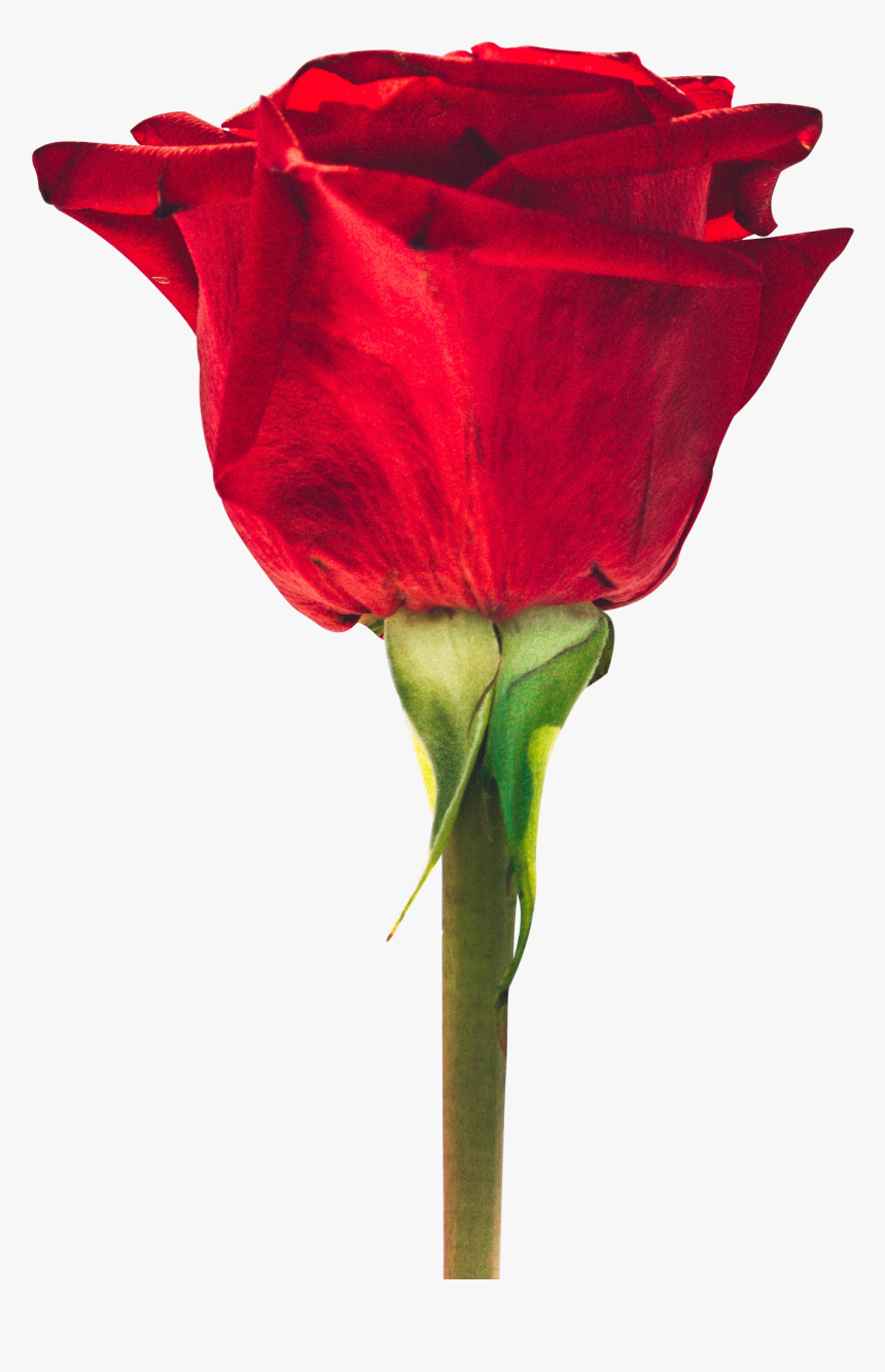 Detail Red Rose Download Nomer 12
