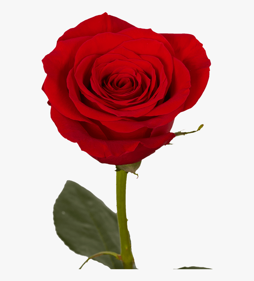 Detail Red Rose Download Nomer 14