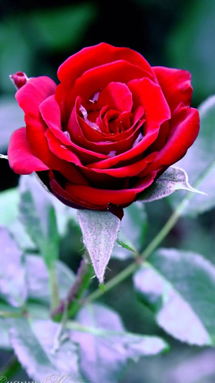 Detail Red Rose Download Nomer 19