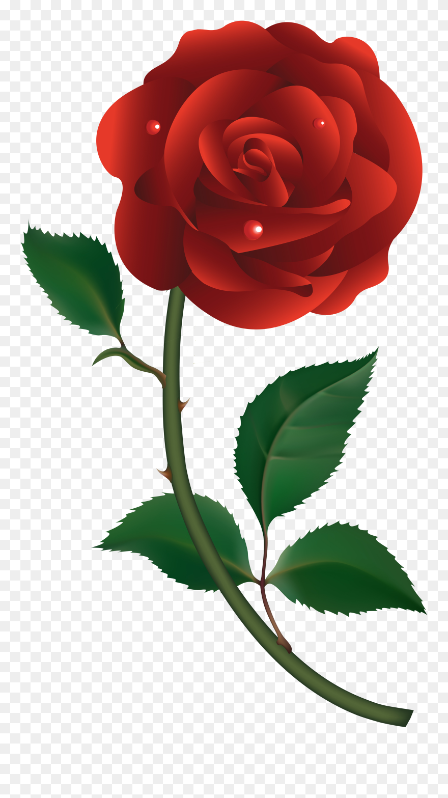 Detail Red Rose Download Nomer 20