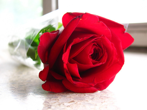 Detail Red Rose Download Nomer 21