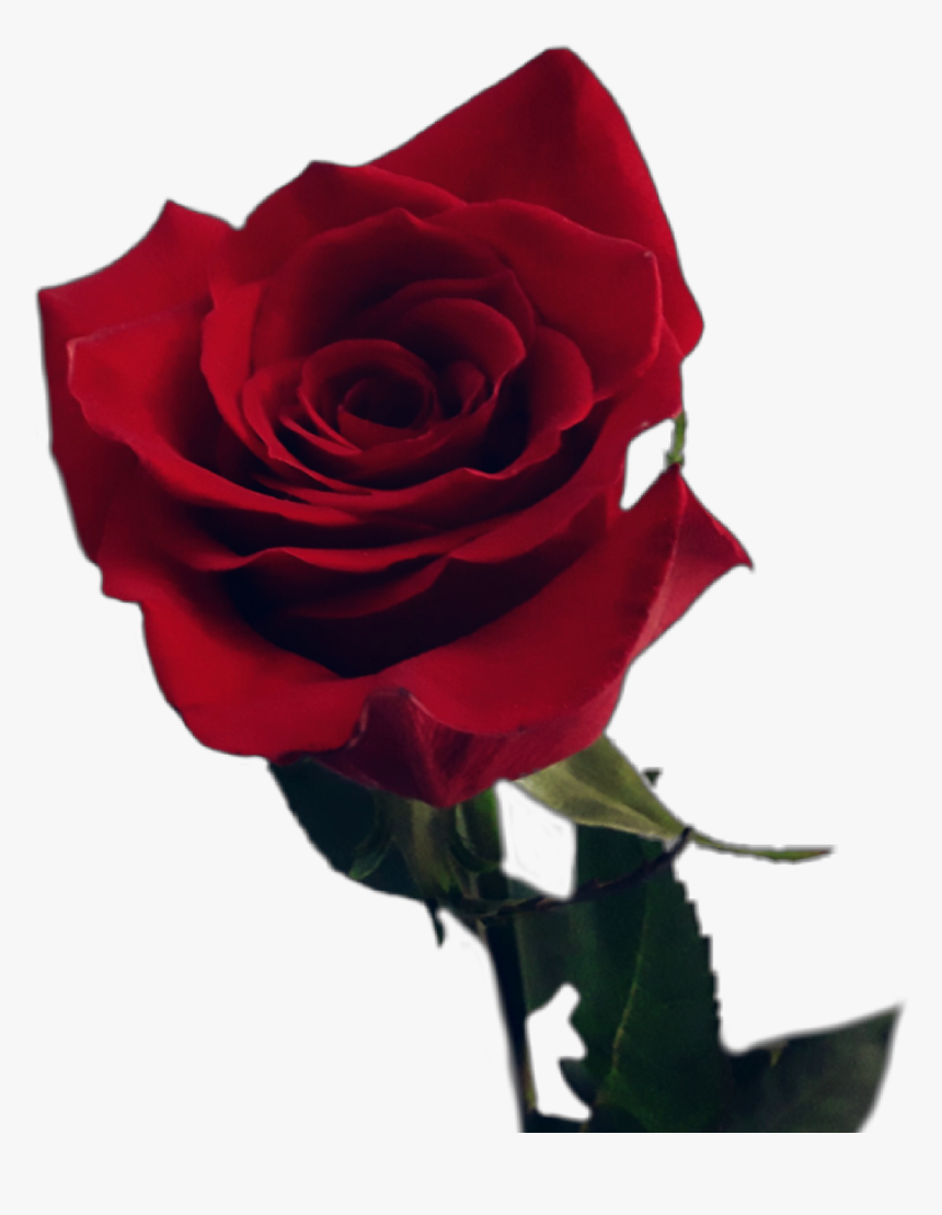 Detail Red Rose Download Nomer 22