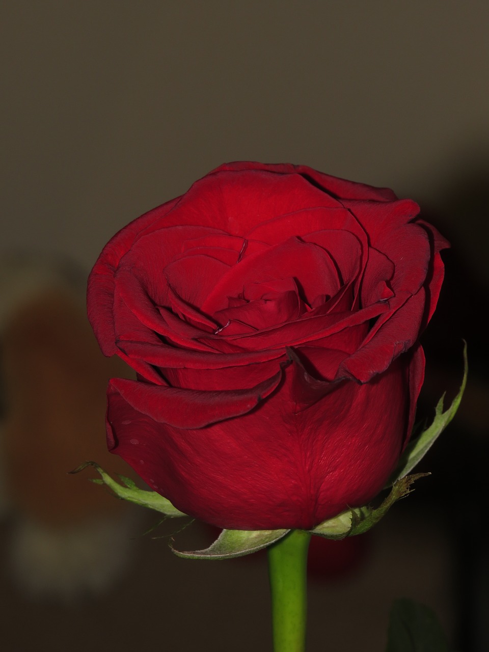 Detail Red Rose Download Nomer 26