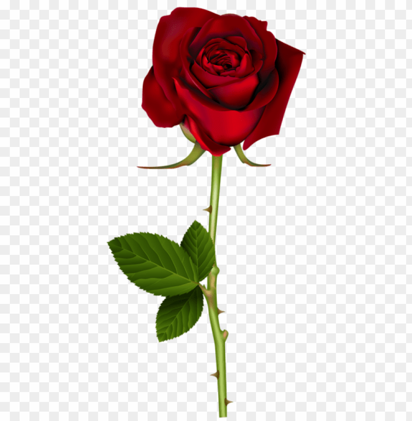 Detail Red Rose Download Nomer 27