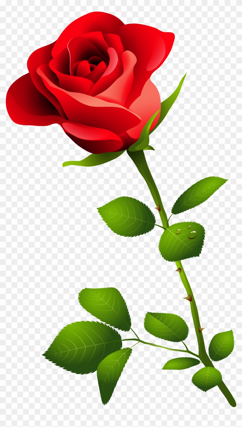 Detail Red Rose Download Nomer 28