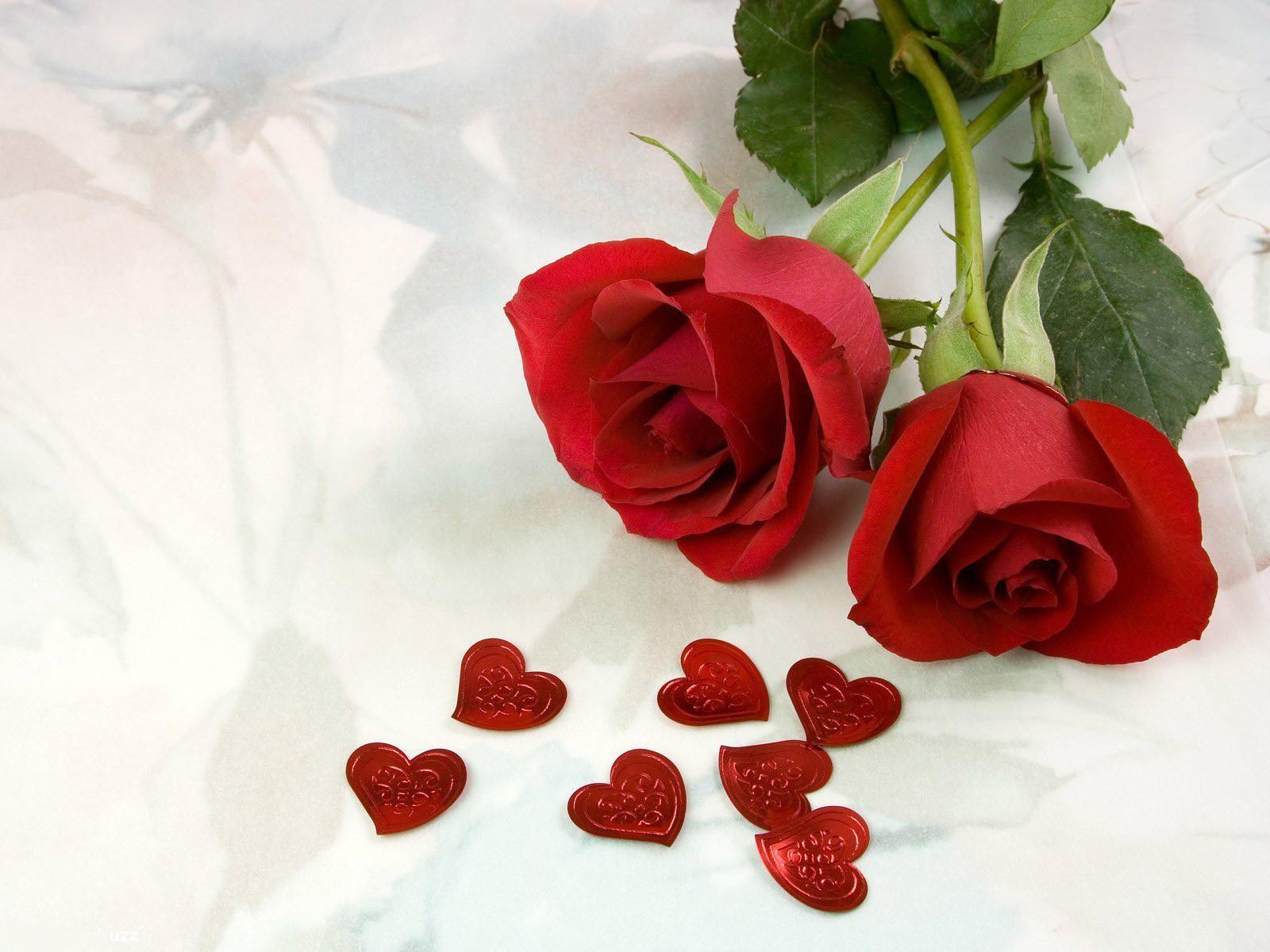 Detail Red Rose Download Nomer 30